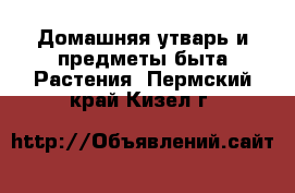 Домашняя утварь и предметы быта Растения. Пермский край,Кизел г.